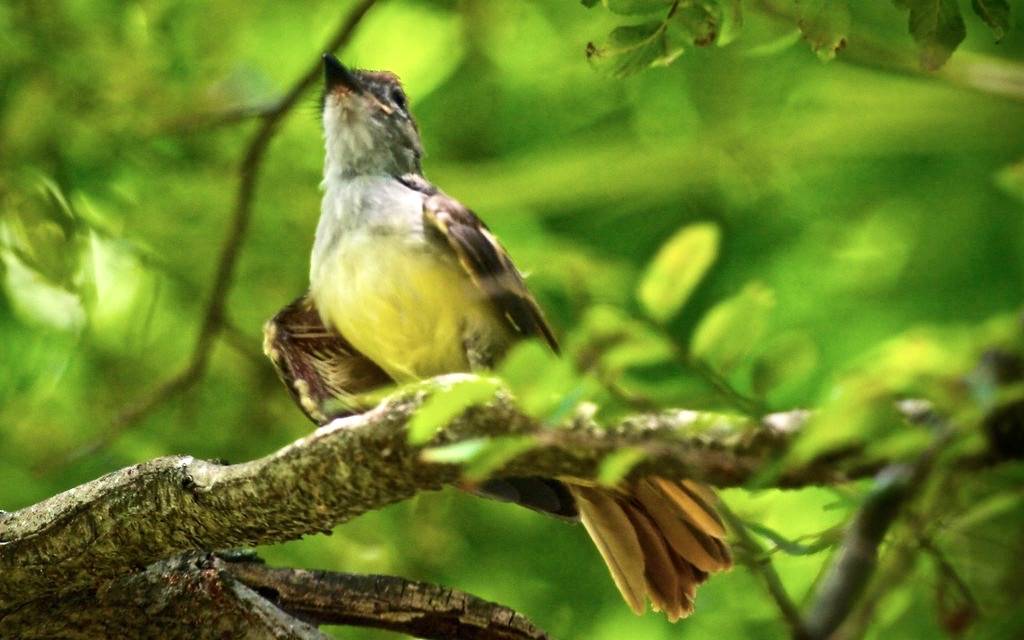 Great Crested Flycatcher Fledgling by Cletus Lee is licensed under CC BY-NC-ND 2.0